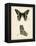 Butterfly Profile IV-Vision Studio-Framed Stretched Canvas