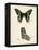 Butterfly Profile IV-Vision Studio-Framed Stretched Canvas