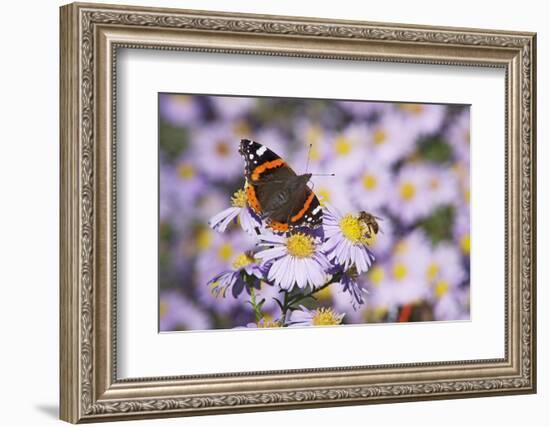 Butterfly, Red Admiral and Insect on Aster Blossoms-Uwe Steffens-Framed Photographic Print