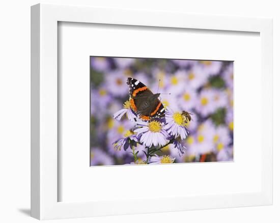 Butterfly, Red Admiral and Insect on Aster Blossoms-Uwe Steffens-Framed Photographic Print