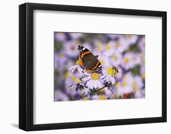 Butterfly, Red Admiral and Insect on Aster Blossoms-Uwe Steffens-Framed Photographic Print