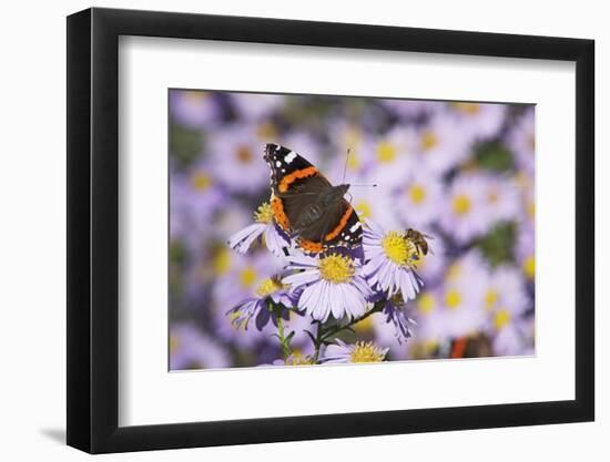 Butterfly, Red Admiral and Insect on Aster Blossoms-Uwe Steffens-Framed Photographic Print