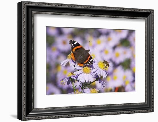 Butterfly, Red Admiral and Insect on Aster Blossoms-Uwe Steffens-Framed Photographic Print