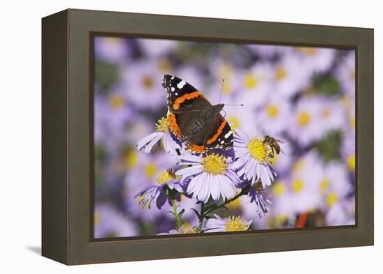 Butterfly, Red Admiral and Insect on Aster Blossoms-Uwe Steffens-Framed Premier Image Canvas
