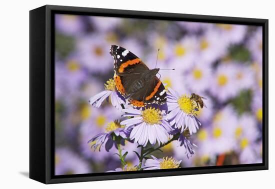 Butterfly, Red Admiral and Insect on Aster Blossoms-Uwe Steffens-Framed Premier Image Canvas