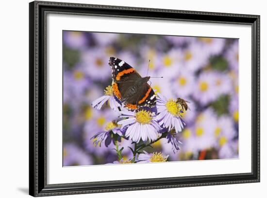 Butterfly, Red Admiral and Insect on Aster Blossoms-Uwe Steffens-Framed Photographic Print