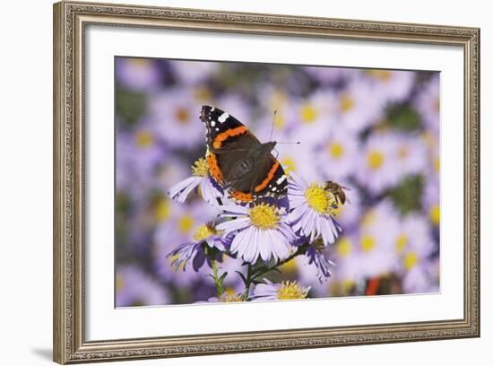 Butterfly, Red Admiral and Insect on Aster Blossoms-Uwe Steffens-Framed Photographic Print