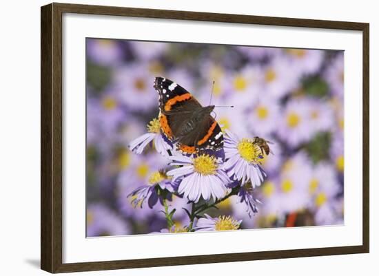 Butterfly, Red Admiral and Insect on Aster Blossoms-Uwe Steffens-Framed Photographic Print