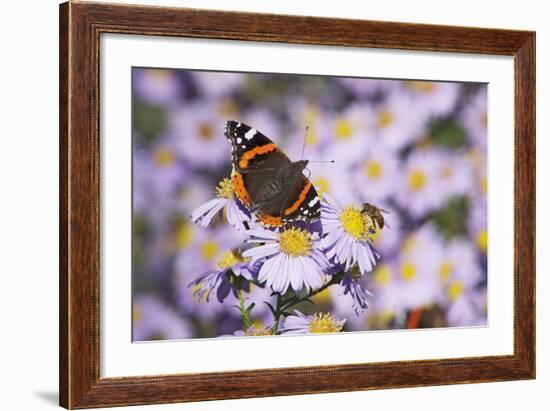 Butterfly, Red Admiral and Insect on Aster Blossoms-Uwe Steffens-Framed Photographic Print