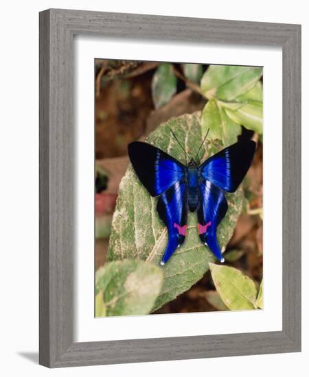 Butterfly Rhetus Sp. (Riodinidae) From Ecuador-Dr. Morley Read-Framed Photographic Print