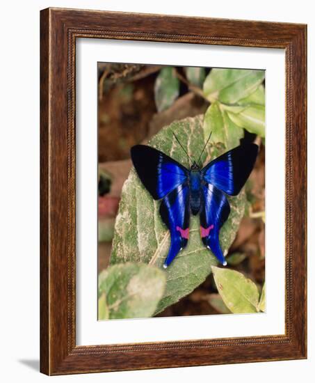 Butterfly Rhetus Sp. (Riodinidae) From Ecuador-Dr. Morley Read-Framed Photographic Print