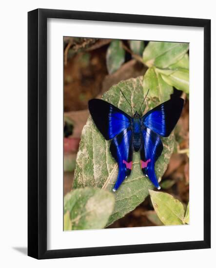 Butterfly Rhetus Sp. (Riodinidae) From Ecuador-Dr. Morley Read-Framed Photographic Print