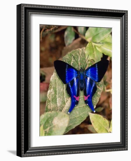 Butterfly Rhetus Sp. (Riodinidae) From Ecuador-Dr. Morley Read-Framed Photographic Print