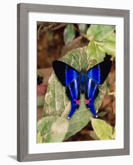 Butterfly Rhetus Sp. (Riodinidae) From Ecuador-Dr. Morley Read-Framed Photographic Print