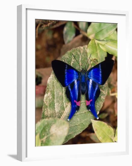 Butterfly Rhetus Sp. (Riodinidae) From Ecuador-Dr. Morley Read-Framed Photographic Print