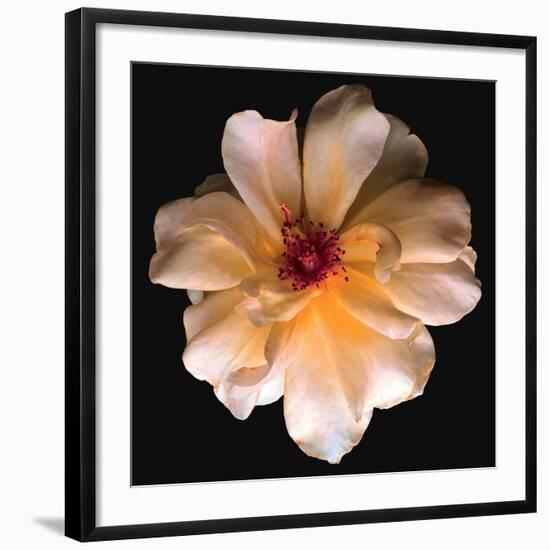 Butterfly Rose-Richard Reynolds-Framed Art Print