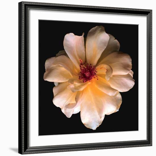 Butterfly Rose-Richard Reynolds-Framed Art Print