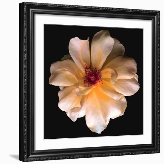 Butterfly Rose-Richard Reynolds-Framed Art Print