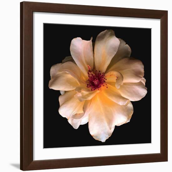 Butterfly Rose-Richard Reynolds-Framed Art Print