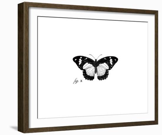 Butterfly Sketch-The Chelsea Collection-Framed Giclee Print