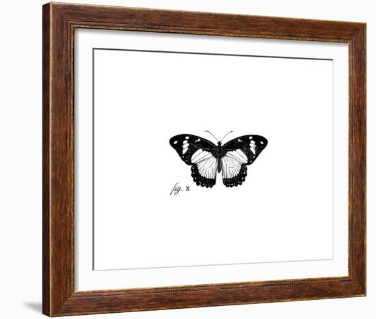 Butterfly Sketch-The Chelsea Collection-Framed Giclee Print