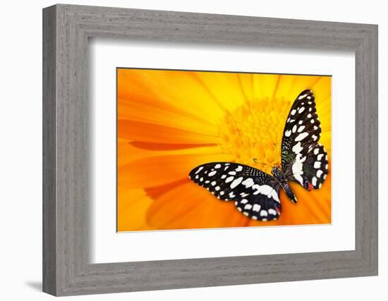 Butterfly Sleeping On An Orange Flower-NejroN Photo-Framed Photographic Print