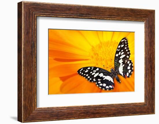 Butterfly Sleeping On An Orange Flower-NejroN Photo-Framed Photographic Print