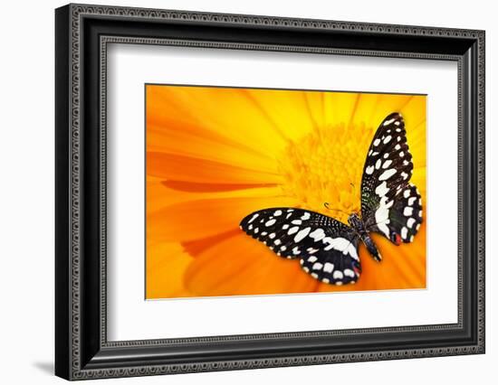 Butterfly Sleeping On An Orange Flower-NejroN Photo-Framed Photographic Print