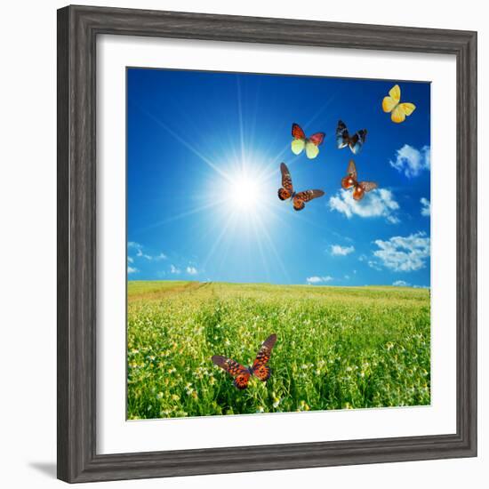 Butterfly Spring Field. A Group O Colorful Butterflies In The Spring Summer Grass Land-Michal Bednarek-Framed Photographic Print