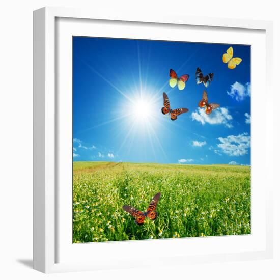 Butterfly Spring Field. A Group O Colorful Butterflies In The Spring Summer Grass Land-Michal Bednarek-Framed Photographic Print