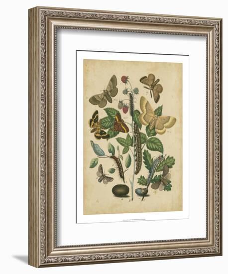 Butterfly Stages II-Vision Studio-Framed Premium Giclee Print
