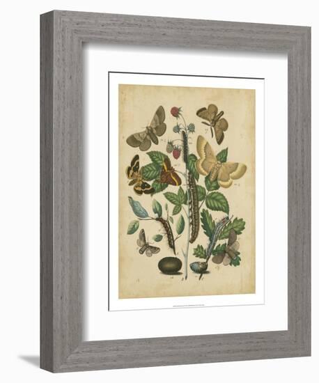 Butterfly Stages II-Vision Studio-Framed Premium Giclee Print