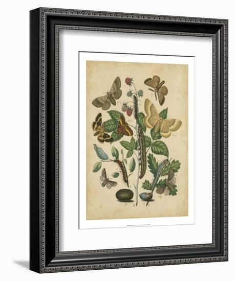 Butterfly Stages II-Vision Studio-Framed Premium Giclee Print