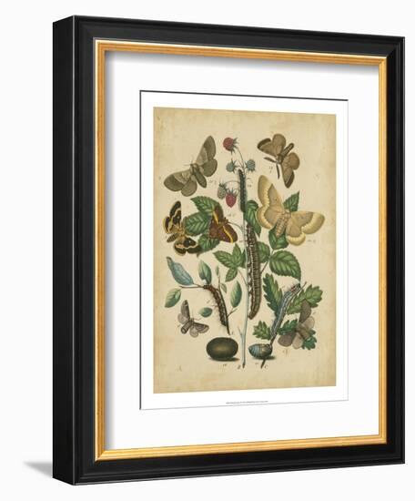 Butterfly Stages II-Vision Studio-Framed Premium Giclee Print