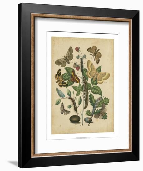 Butterfly Stages II-Vision Studio-Framed Art Print