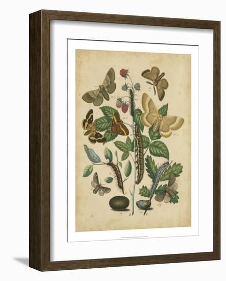 Butterfly Stages II-Vision Studio-Framed Art Print