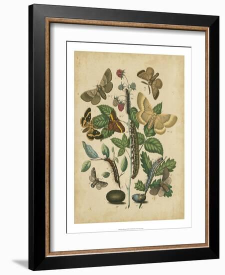 Butterfly Stages II-Vision Studio-Framed Art Print