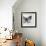 Butterfly Studies I-Patricia Pinto-Framed Art Print displayed on a wall