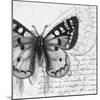 Butterfly Studies I-Patricia Pinto-Mounted Art Print