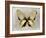 Butterfly Study I-Julia Bosco-Framed Art Print