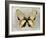 Butterfly Study I-Julia Bosco-Framed Art Print