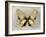 Butterfly Study I-Julia Bosco-Framed Art Print