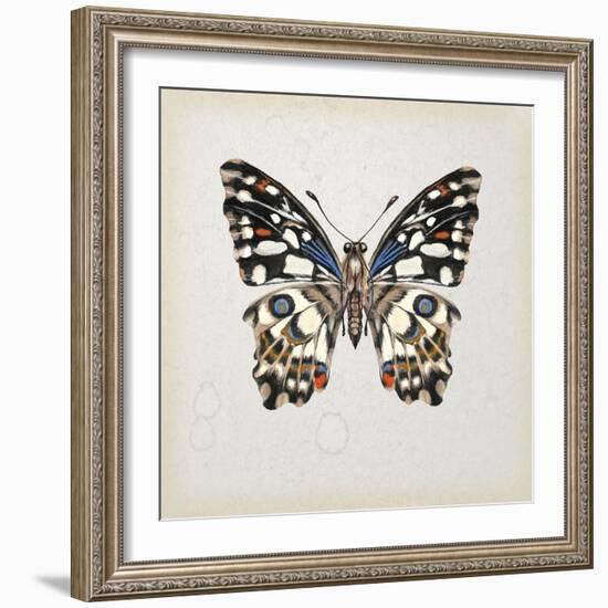 Butterfly Study II-Melissa Wang-Framed Art Print