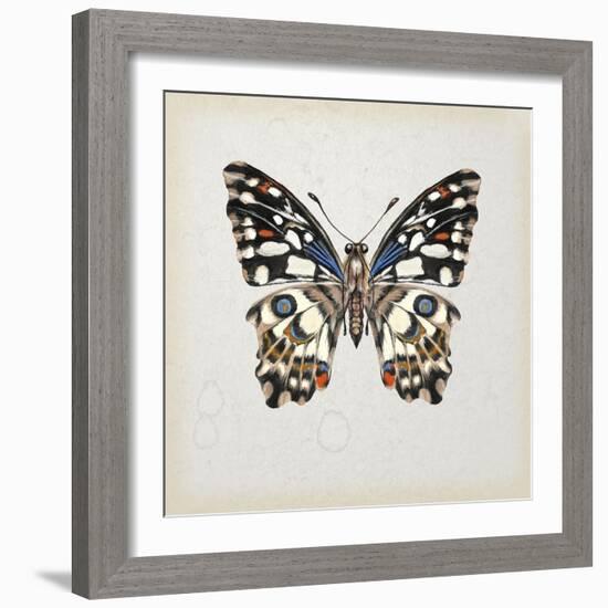 Butterfly Study II-Melissa Wang-Framed Art Print