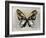 Butterfly Study II-Julia Bosco-Framed Art Print