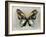 Butterfly Study II-Julia Bosco-Framed Art Print