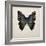 Butterfly Study III-Melissa Wang-Framed Art Print