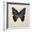 Butterfly Study III-Melissa Wang-Framed Art Print