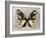 Butterfly Study III-Julia Bosco-Framed Art Print