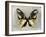 Butterfly Study III-Julia Bosco-Framed Art Print